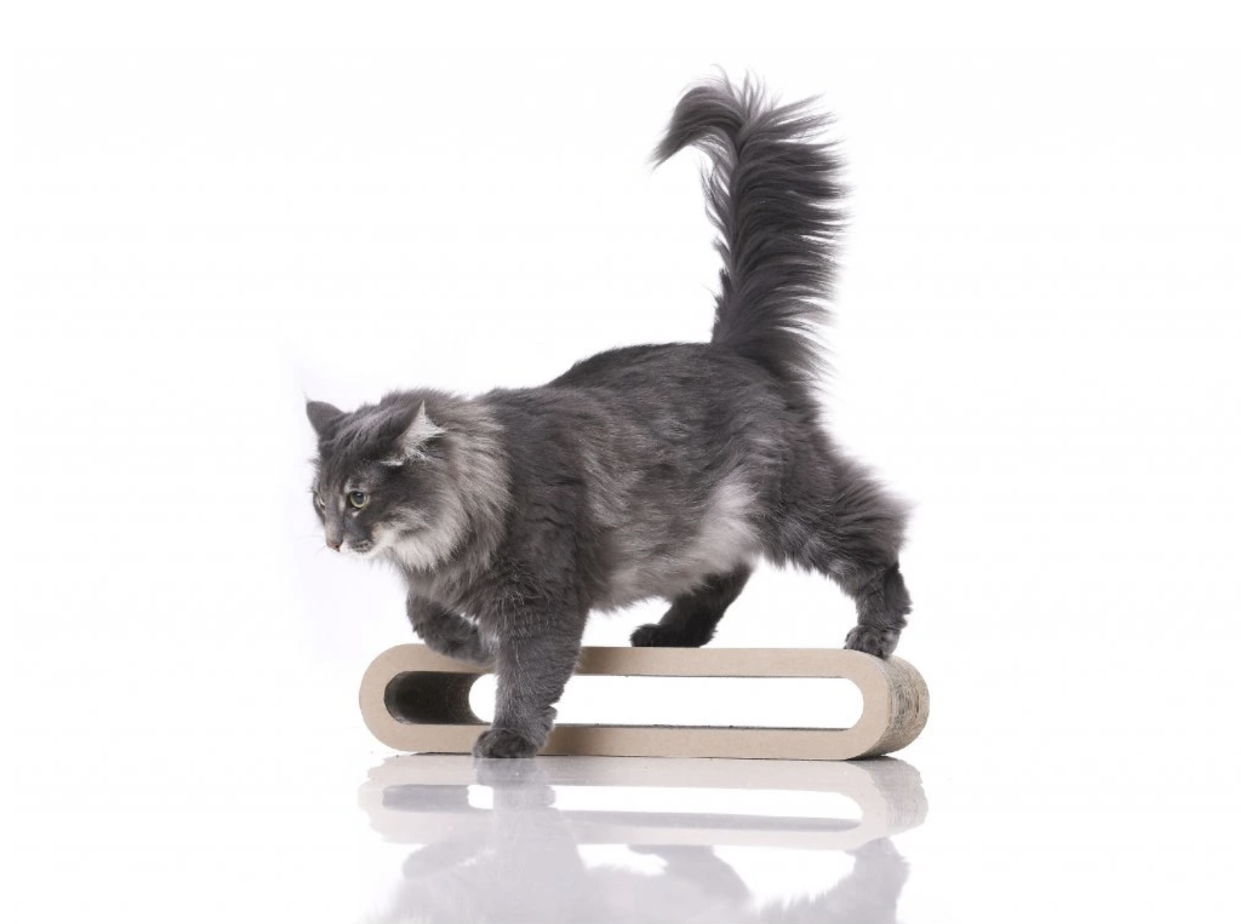 Griffoirs Premium – Image 2